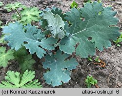 Macleaya cordata (bokkonia sercowata)