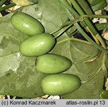 Galanthus nivalis (śnieżyczka przebiśnieg)