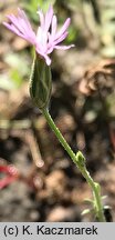 Crupina vulgaris (krupina pospolita)