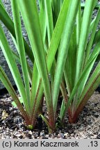 Agave amica (tuberoza)