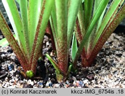 Agave amica (tuberoza)