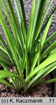 Agave amica (tuberoza)