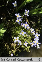 Houstonia caerulea (houstonia błękitna)