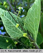 Brunnera macrophylla (brunnera wielkolistna)