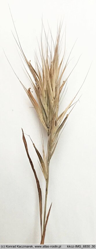 Bromus rubens (stokłosa czerwonawa)