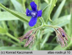 Anchusa azurea (farbownik lazurowy)