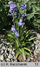 Hyacinthoides hispanica (hiacyntowiec hiszpański)