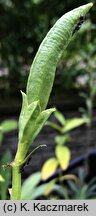 Incarvillea delavayi (inkarwilla Delavaya)