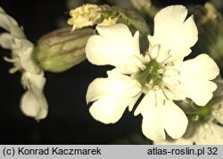 Silene zawadzkii (lepnica Zawadzkiego)