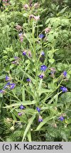 Anchusa azurea (farbownik lazurowy)