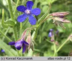 Anchusa azurea (farbownik lazurowy)