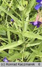 Anchusa azurea (farbownik lazurowy)