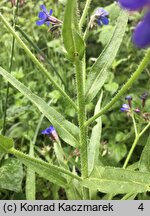 Anchusa azurea (farbownik lazurowy)