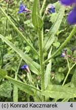 Anchusa azurea (farbownik lazurowy)