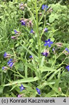 Anchusa azurea (farbownik lazurowy)