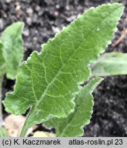 Campanula sarmatica (dzwonek sarmacki)