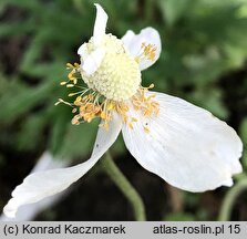 Anemonoides sylvestris (zawilec wielkokwiatowy)