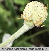 Anemonoides sylvestris (zawilec wielkokwiatowy)