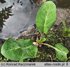 Anemopsis californica