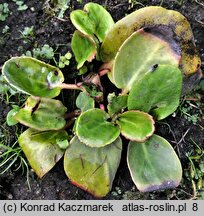 Bergenia emeiensis