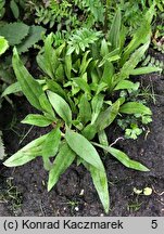 Arnica lanceolata ssp. prima