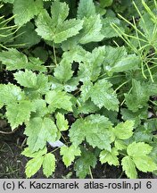 Actaea rubra (czerniec czerwony)