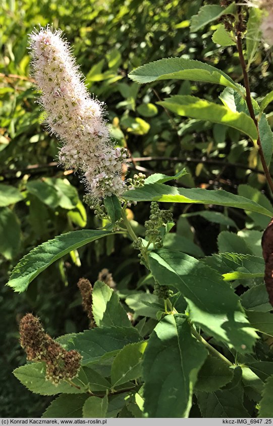 Spiraea douglasii var. menziesii (tawuła Menziesa)