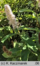 Spiraea douglasii var. menziesii (tawuła Menziesa)