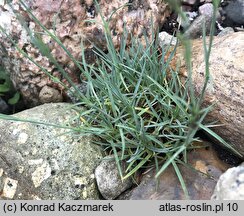 Dianthus arenarius ssp. bohemicus