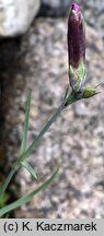 Dianthus praecox ssp. lumnitzeri