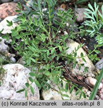 Astragalus hypoglottis ssp. gremlii