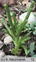 Mesembryanthemum nodiflorum