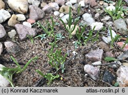 Mesembryanthemum nodiflorum