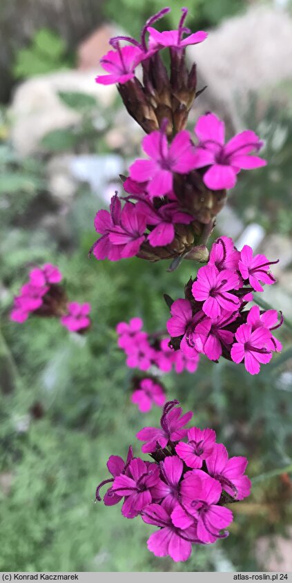 Dianthus pontederae