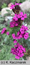 Dianthus pontederae