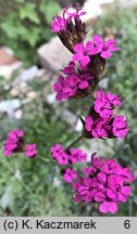 Dianthus pontederae