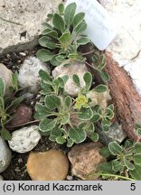 Eriogonum umbellatum (pokoślin baldaszkowaty)