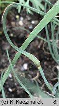 Allium sibthorpianum