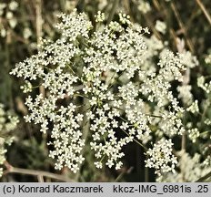 Pimpinella nigra (biedrzeniec czarny)