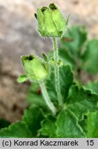 Potentilla geoides