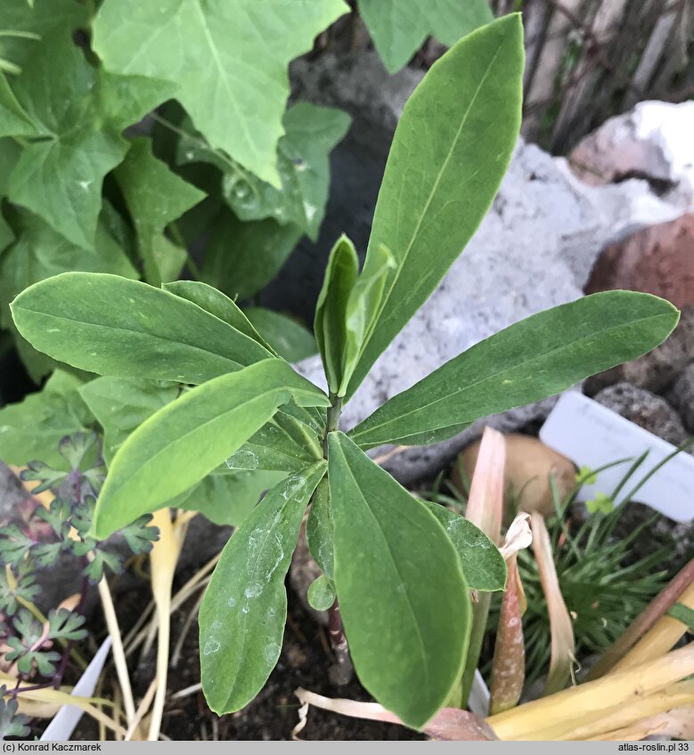 Daphne giraldii