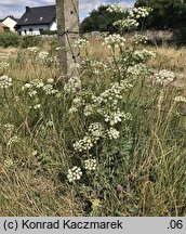 Pimpinella nigra (biedrzeniec czarny)