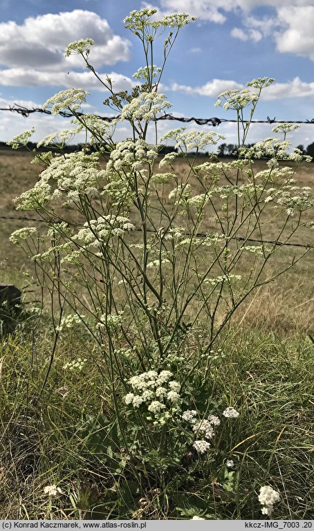 Pimpinella nigra (biedrzeniec czarny)