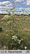 Pimpinella nigra (biedrzeniec czarny)