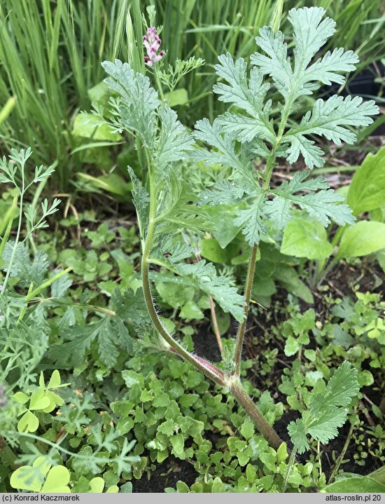 Erodium ciconium