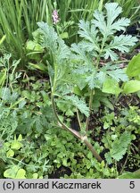 Erodium ciconium