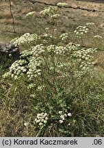 Pimpinella nigra (biedrzeniec czarny)