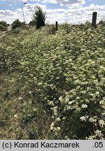 Pimpinella nigra (biedrzeniec czarny)