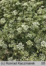 Pimpinella nigra (biedrzeniec czarny)