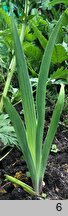 Iris aphylla (kosaciec bezlistny)